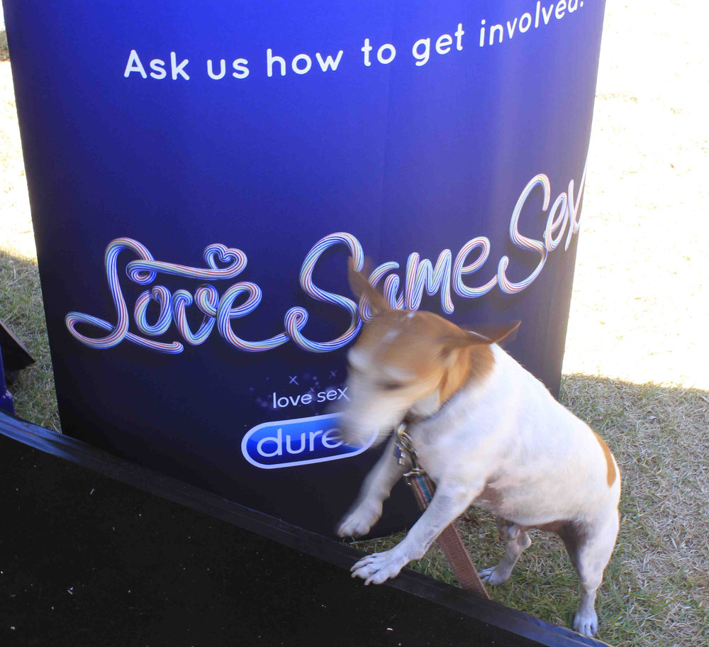 A Dog at the Durex sign, Fair Day, Sydney Gay and Lesbian Mardi Gras,  Victoria Park Camperdown, 2014 | City of Sydney Archives