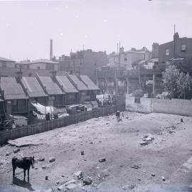 Glass Negative - Frog Hollow, Surry Hills