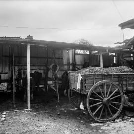 Glass Negative - Brown Street Stables, Camperdown 1922