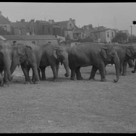 Wirth's Circus elephants, Sydney, 1935