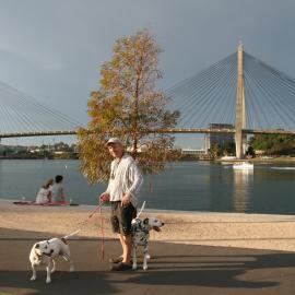 Man and two dogs on the Blackwattle Bay foreshore path, Glebe, 2008