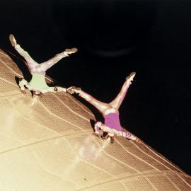 Aerial performers on shell of Sydney Opera House during New Years Eve, Bennelong Point Sydney, 1999