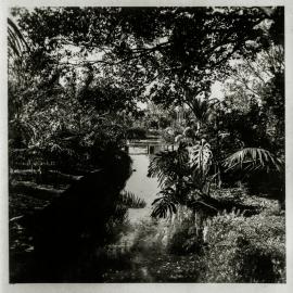 Creek in the Royal Botanic Gardens, Sydney, circa 1938