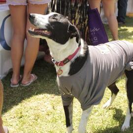 Dog in grey t-shirt, Victoria Park, Mardi Gras Fair Day, 2012