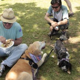 Dogs in the shade at lunchtime, Victoria Park, Mardi Gras Fair Day, 2012