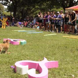 Small dog stops mid competition, Victoria Park, Mardi Gras Fair Day, 2012