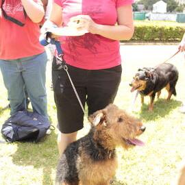 Airedale and owner waiting for their turn in the ring, Victoria Park, Mardi Gras Fair Day, 2012