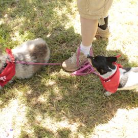 Little dogs, Victoria Park, Mardi Gras Fair Day, 2012