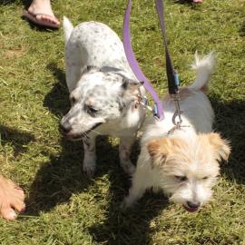 Walking around the park, Victoria Park, Mardi Gras Fair Day, 2012