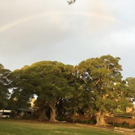 Rainbow high in the sky over fig trees, 158 Bridge Road, Glebe, 2018