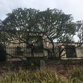 Large tree at fence line, Glebe, 2018