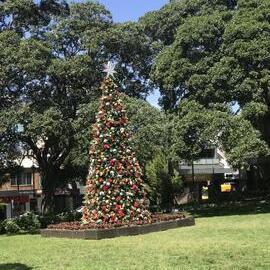 Christmas tree in Glebe Point Road park, Glebe, 2020
