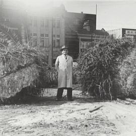 Transplanting palm tress