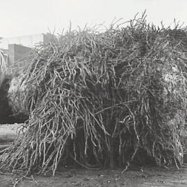 Transplanting palm trees