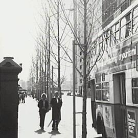 Poplar tree promenade at East Circular Quay