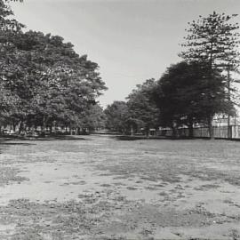 Avenue of trees