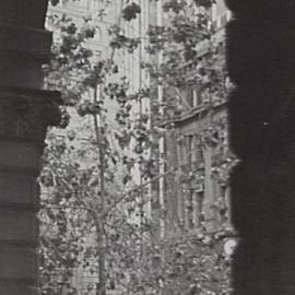 Martin Place street tree