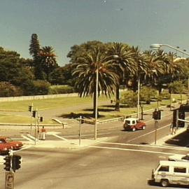 Palm trees along Macquarie St