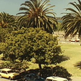 Trees along Macquarie St