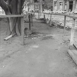 Temporary footway, Macquarie St