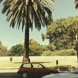 Palm trees along Macquarie St