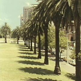 Avenue of palm trees