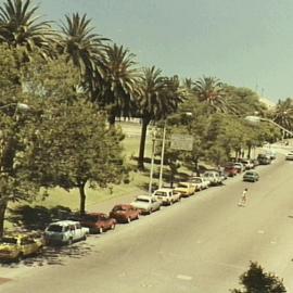 Avenue of palm trees