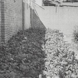 Council nursery.