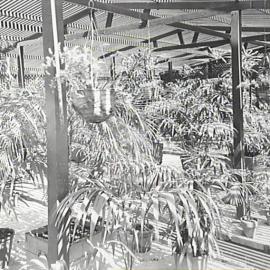 Interior of greenhouse