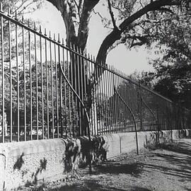 Fence at Royal Botanic Gardens