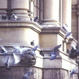 Lion head and pigeons