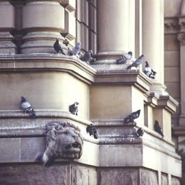 Lion head and pigeons
