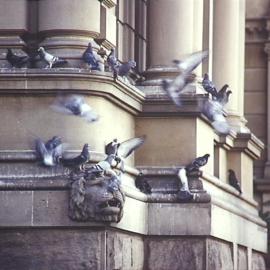 Lion head and pigeons