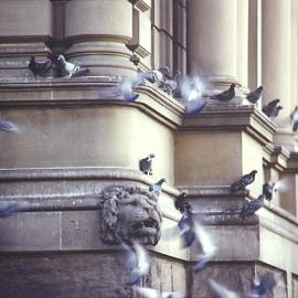 Lion head and pigeons