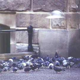 Pigeons at Town Hall