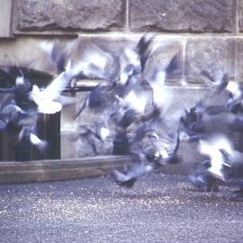 Pigeons at Town Hall