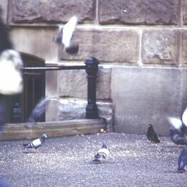 Pigeons at Town Hall