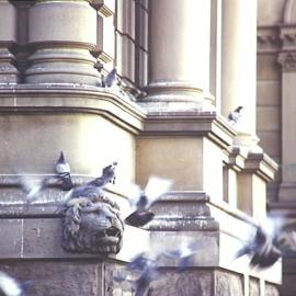 Lion head and pigeons