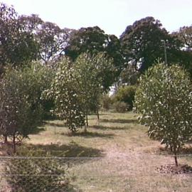 Moore Park