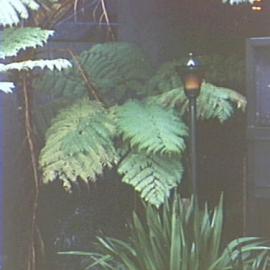 Tree ferns