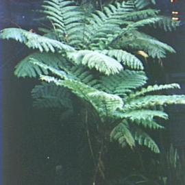 Tree ferns