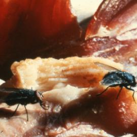 Flies eating food scraps