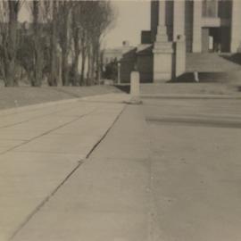 Poplar roots at Anzac War Memorial