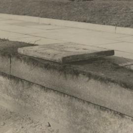 Poplar roots at Anzac War Memorial