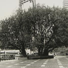 Trees in the city