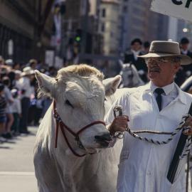 Royal Easter Show parade with cow and handler, George Street Sydney, 1995