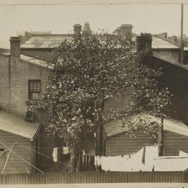 Print - Buildings and backyards, Quay and Thomas Streets Haymarket, 1909