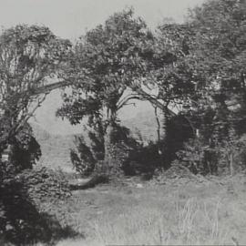 Trees on Billyard Avenue Elizabeth Bay, 1940