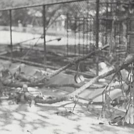 Fallen tree branches at Moore Park Playground, Moore Park 1936