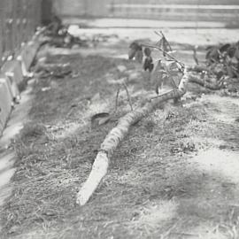 Fallen tree branches at Moore Park Playground, Moore Park 1936